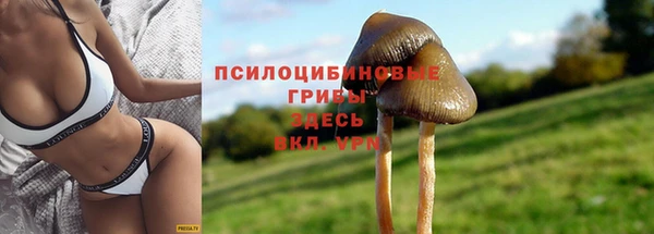 PSILOCYBIN Волосово